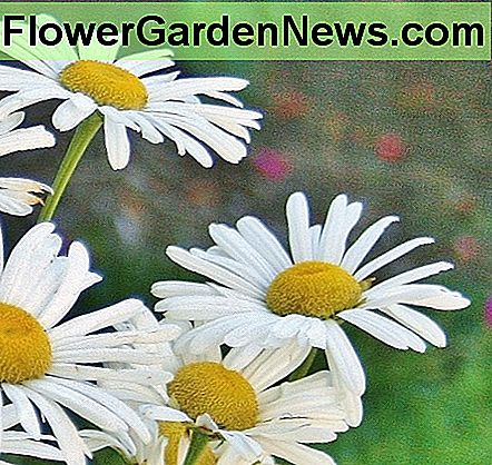 Nippon daisy to kolejna popularna nazwa Nipponanthemum nipponicum. Nippon daisy is another common name for Nipponanthemum nipponicum.