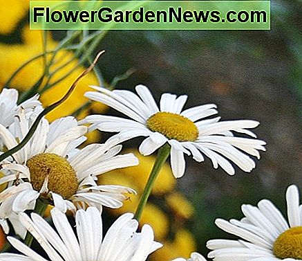W trakcie sezonu wegetacyjnego Montauks wymaga mniejszej dba艂o艣ci, aby nie zach臋ca膰 do nowych kwiat贸w. During the growing season, Montauks require litte care beyond deadheading to encourage new blooms.