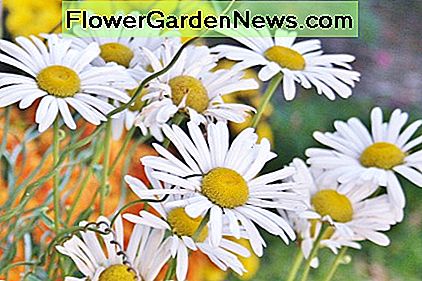 Stokrotki Montauk tworz膮 niez艂e thrillery i wype艂niacze do ogrod贸w kontenerowych. Montauk daisies make pretty thrillers and fillers for fall container gardens.