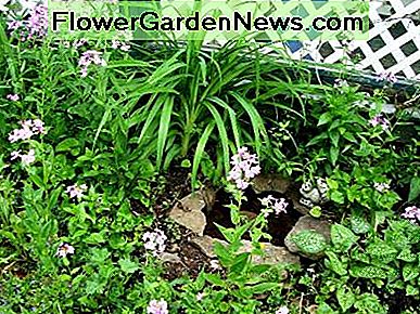 Pink Phlox adds a touch of whimsy. And my little pond looked like it had always lived there.
