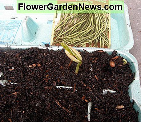 Ich habe recycelte Eierkartons als Sämlingstarter verwendet. Sie sind sehr schnell gewachsen. I used recycled egg cartons as seedling starters. They sprouted very quickly.