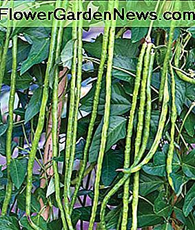 Reife Spargelbohnen Mature asparagus beans