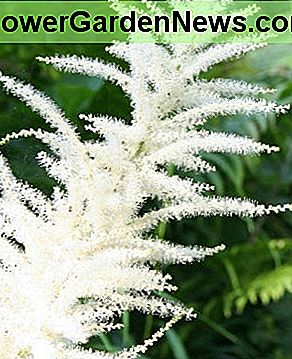 Astilbe kan een stoot van wit, roze of rood toevoegen aan elk schaduwgebied. Astilbe can add a punch of white, pink or red to any shady area.