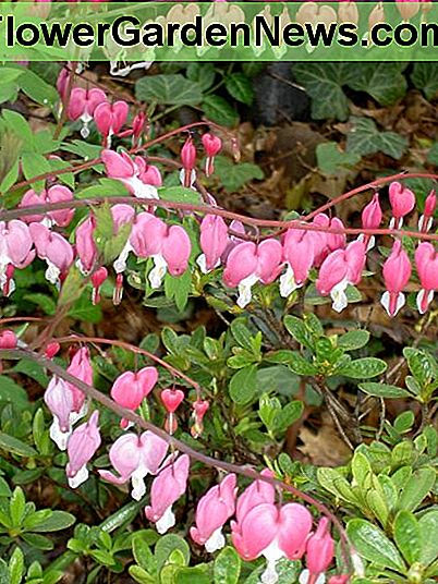 Bloeden Harten staan bekend om hun hartvormige bloemen die lijken te zijn Bleeding Hearts are known for their heart shaped flowers that appear to be