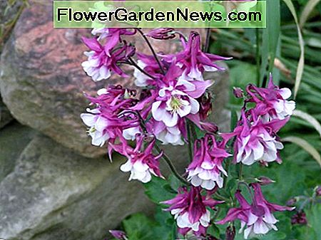 De spoorvormige bloem van de Columbine is verkrijgbaar in verschillende kleuren. The spur shaped flower of the Columbine comes in a variety of colors.