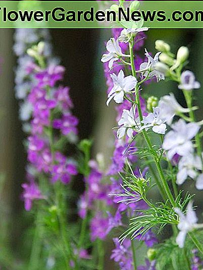 De koninklijke stelen van de Delphinium-bloem zijn uitstekende snijbloemen. The regal stalks of the Delphinium flower make excellent cut flowers.