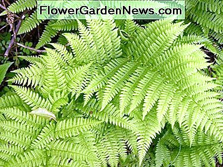 Varens zijn een schaduwplant die wordt gekweekt vanwege de textuur die het gebladerte aan de tuin geeft. Ferns are a shade plant that are grown for the texture its foliage gives to the garden.