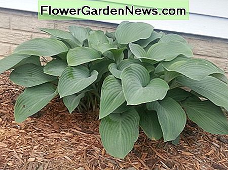 Hosta planten zijn essentieel voor elke tuin in de schaduw. Hosta plants are essential to any garden in the shade.