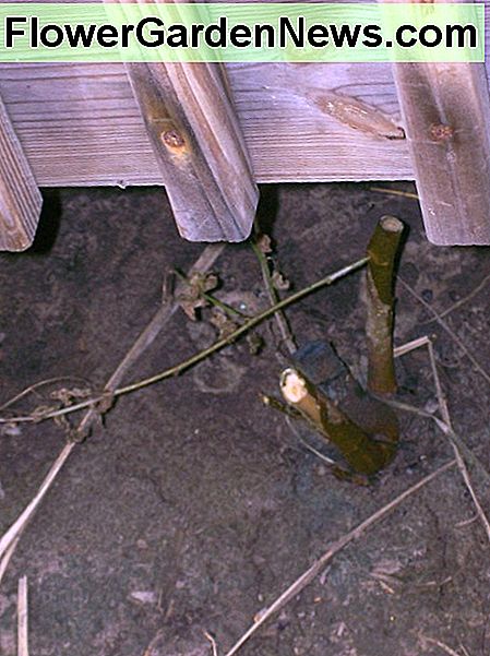 Unkrautbaum wÀchst unter der Rampe zu unserer Veranda. Dieser ist besonders schwer zu erreichen. Weed tree growing under the ramp to our porch. This one is especially hard to get to.