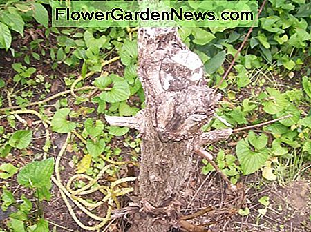 Weed Baum, dass ich verschiedene Methoden ausprobiert habe, um es zu töten, es scheint tot, aber versucht immer niedriger auf den Boden zu produzieren. Weed tree that I've tried different methods to kill it, it appears dead, but keeps trying to produce lower to the ground.