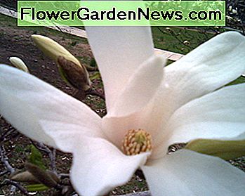 Weiße Magnolienblüte und -knospen White magnolia blossom and buds