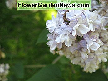 Blass lila Flieder Pale purple lilac