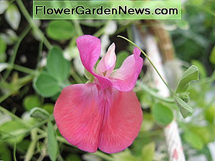 Rosa süße Erbse Pink sweet pea