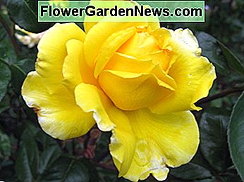 Gelbe Rose Yellow rose