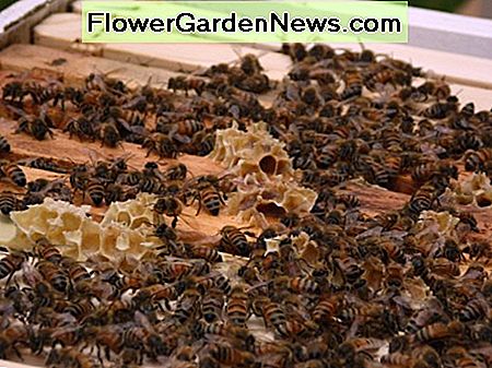 Top Bars eines Bienenstocks. Top bars of a beehive.