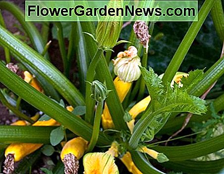 Summer Squash wird schnell wachsen und ist eine gute Möglichkeit, mehr aus Ihrem Garten im Sommer zu bekommen. Summer squash will grow quickly and are a great way to get more out of your garden in summer.