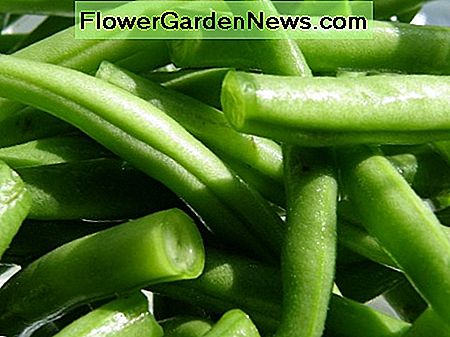 Grüne Bohnen sind ein alter Liebling für Sommerpflanzen. Green beans are an old-time favorite for summer planting.