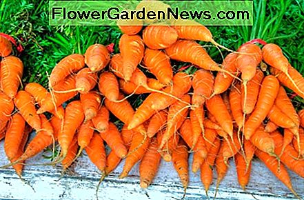 Karotten sind im Sommer ein ausgezeichnetes Gemüse, und sie werden glücklich im Schatten der größeren Begleiter wachsen. Carrots are an excellent vegetable to plant in summer, and they will happily grow in the shadows of taller companions.