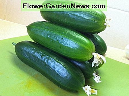 Gurken wachsen schnell genug, um im Juni gepflanzt zu werden und zur Ernte durchzukommen. Cucumbers grow fast enough to be planted in June and get through to harvest.