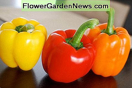 Peppers mögen es heiß, und Sämlinge, die Anfang Juni gepflanzt werden, werden gut funktionieren. Peppers like it hot, and seedlings planted in early June will do just fine.