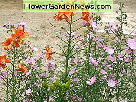 Tiger Lilien mit Malve Tiger Lilies with Mallow