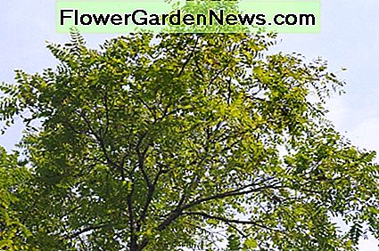 El nogal negro en mi patio. The black walnut tree in my yard.