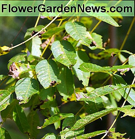 Una mirada cercana a las hojas de nogal negro. A close look at black walnut leaves.