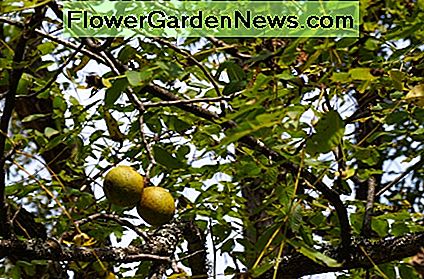 La fruta verde de la nuez negra. The green fruit of the black walnut.