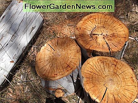 We sneden de hele lengte van de overblijvende stam door en elke plak was zo schoon als deze. We sliced through the entire length of the remaining trunk and each slice was as clean as these ones.