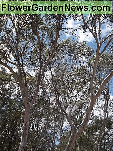 Met zoveel torenhoge gombomen bij mij thuis, is er een constant gevaar van termietschade. Deze hoge bomen zouden het dak van mijn huis kunnen verpletteren als ze zouden vallen. With so many towering gum trees near my home, there is a constant danger from termite damage. These tall trees could crush the roof of my house if they fell.