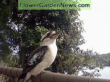 De extreem sterke snavel van de kookaburra is een handig hulpmiddel om termieten te bereiken .. The kookaburra's extremely strong beak is a useful tool for accessing termites..