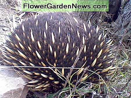 Om de paar maanden zie ik een echidna in mijn tuin. De volgende keer zal ik meer aandacht besteden aan waar ze blijven hangen, voor het geval dat een idee is over de aanwezigheid van termieten. Every few months I spot an echidna in my garden. Next time I'll pay more attention to where they linger, in case that's a clue about the presence of termites.
