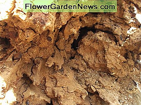 Arbeiderstermieten zijn verantwoordelijk voor het verzamelen van voedsel. In dit geval verslonden ze mijn kauwgom. Worker termites are responsible for collecting food. In this case, they devoured my gum tree.