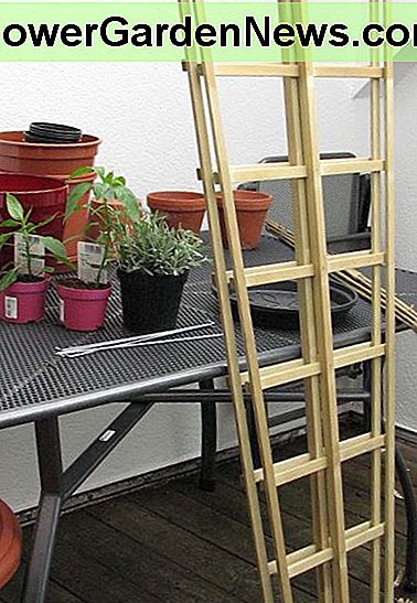 Gleich nach dem ersten Balkon Garten kaufen. Just after the initial balcony garden purchase.