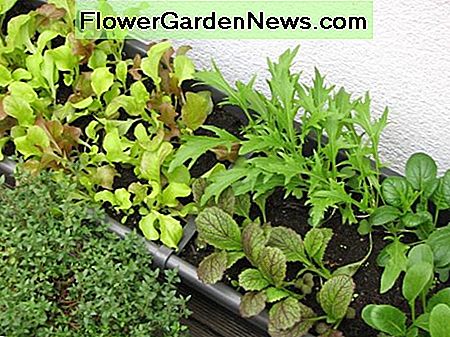 Einen halben Monat nach der Pflanzung gedeihen der Salat und das asiatische Grün. Half a month after planting, the lettuce and Asian greens are thriving.