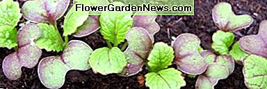 Asiatische Grüns, kurz nachdem die Samen gekeimt sind. Asian greens, just after the seeds have sprouted.