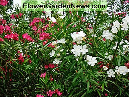 Įvairių spalvų Oleander krūmai gali būti gana pasodinti šalia vienas kito. Oleander bushes of different colors can be pretty planted next to one another.