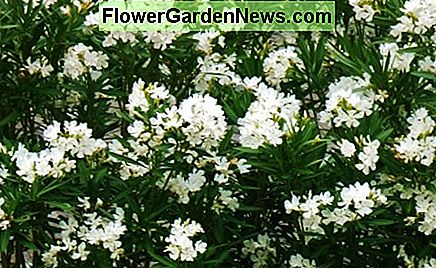 Baltos žydinčios oleandros White blooming oleanders