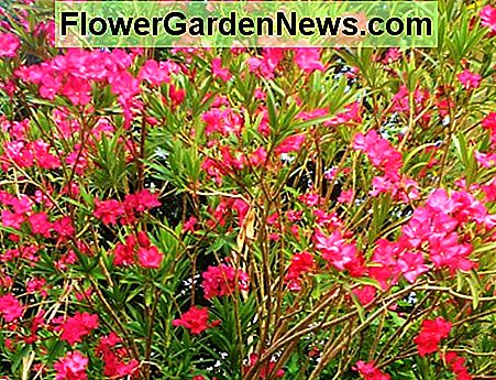 Žydintis Oleanderis Blooming Oleanders