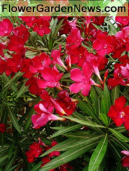 Žydėti Oleander krūmas Oleander bush in bloom