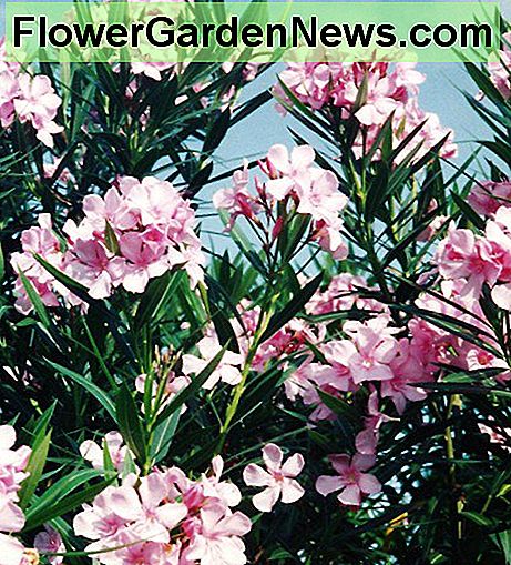 Mūsų rožiniai oleandrai yra mūsų ankstesniame namuose Houstone. Our pink oleanders located at our previous home in Houston.