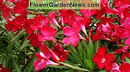 Oleandro krūmas Bloom Oleander Shrub in Bloom