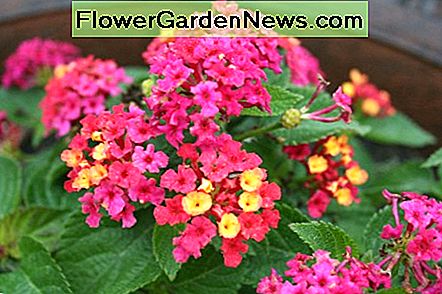 Lantana er en god beholderblomst der tiltrækker sommerfugle. Lantana is a good container flower that attracts butterflies.