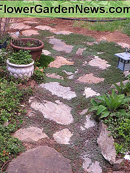 Thymian ist perfekt zum Ausfüllen von Flecken zwischen Pflastersteinen in einem Pfad. Es muss nicht gemäht werden, und wenn er blüht, wird er den Weg schön betonen. Thyme is perfect for filling in spots between flagstones in a pathway. It doesn't need to be mowed, and when in bloom will accent the path nicely.
