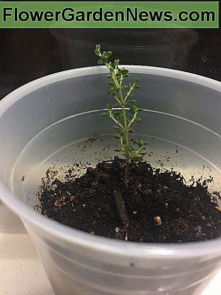 Ein Schnitt von schleichendem Thymian auf meiner Fensterbank, der erfolgreich Wurzeln geschlagen hat. Sobald es größer und stärker ist, werde ich es aushärten und im Freien verpflanzen. A cutting of creeping thyme on my windowsill that has successfully taken root. Once it is bigger and stronger, I will harden it off and transplant it outdoors.