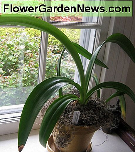 Amaryllis-Laub Amaryllis foliage