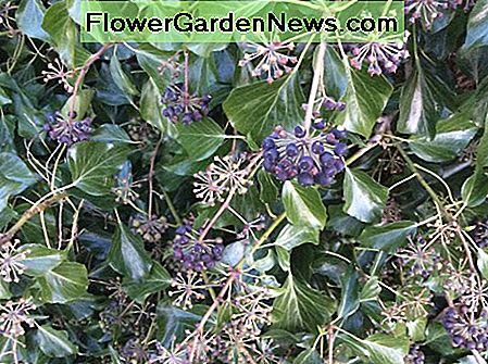 Englische Efeubeeren und die BlĂ€tter der blĂŒhenden StĂ€mme English ivy berries and the leaves of the flowering stems