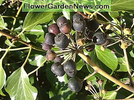 Englische Efeubeeren und erwachsene BlÀtter English ivy berries and adult leaves