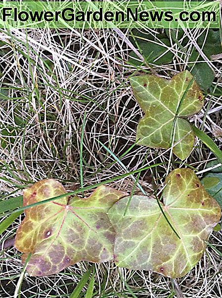 VerÀnderte englische EfeublÀtter Variegated English ivy leaves