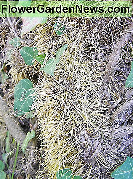 Englische Efeuwurzeln English ivy roots